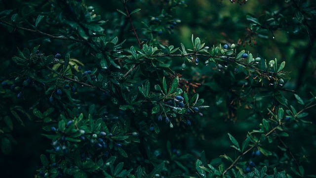 Drops-leaves-branch-blue-bery