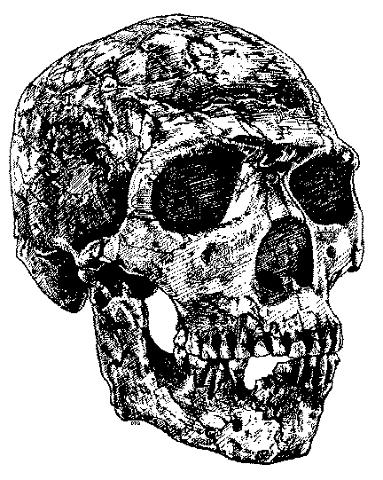 Skull5